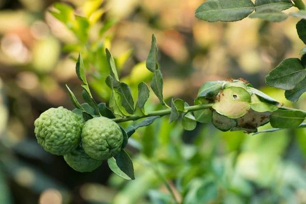 Le fruit de la bergamote et leur branche et nid de fourmis à côté — Photo