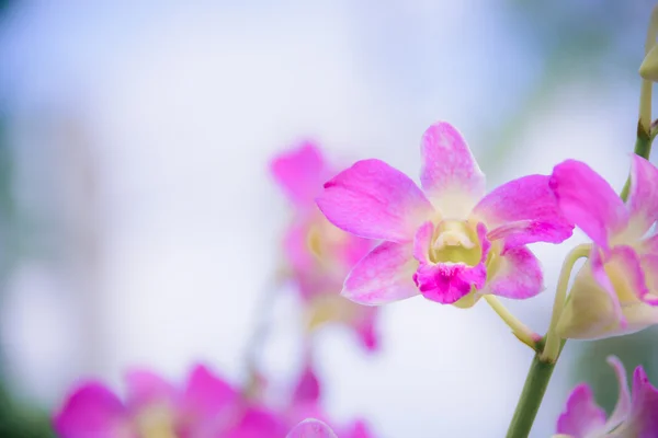 A flor de orquídea roxa e folha verde, efeito digital abstrato para fundo — Fotografia de Stock