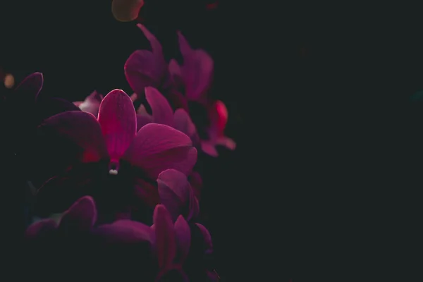 Die lila Orchideenblume mit schwarzem Hintergrund, digitaler Effekt-Abstrakt für Hintergrund — Stockfoto