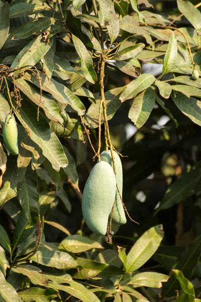 De mango fruitboom met zonlicht — Stockfoto