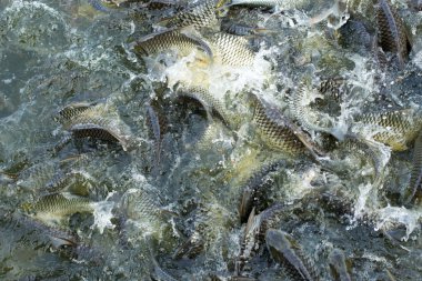 Nehirdeki balık sürüsünün kapandı