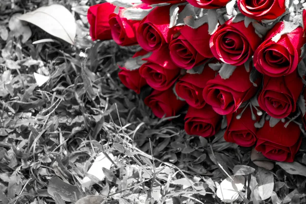 背景の庭と赤いバラ — ストック写真