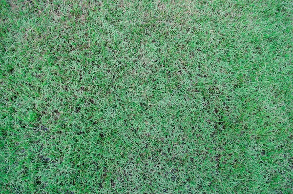 Green grass floor — Stock Photo, Image