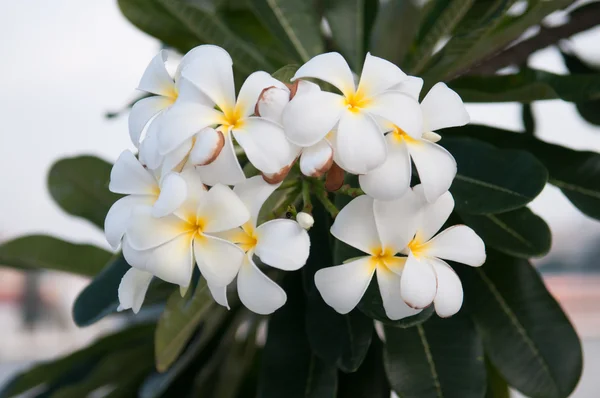 Plumeria bílé květiny a zelené pozadí — Stock fotografie