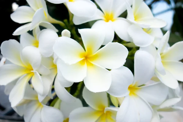 Белый цветок Plumeria и зеленый фон — стоковое фото