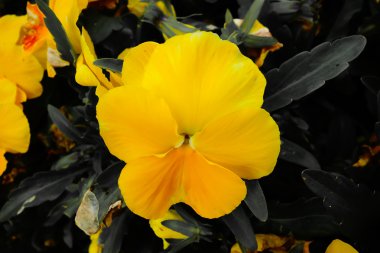 Yeşil arka plana sahip sarı çiçek