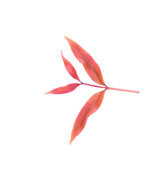 A folha vermelha fresca isolada — Fotografia de Stock