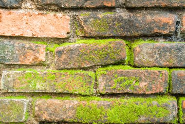 Eski kırmızı tuğla duvara bağlı yeşil liken