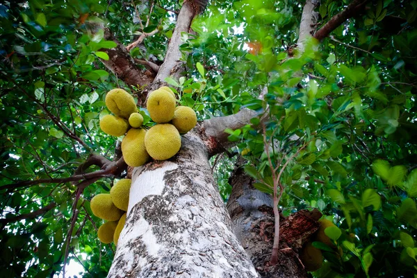 Jackfruit stromy a jejich listí v pozadí — Stock fotografie