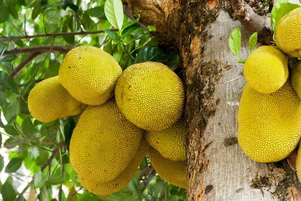 De nangka boom en hun blad in achtergrond — Stockfoto