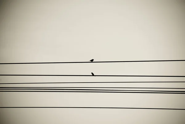 Les oiseaux se tiennent sur le poteau électrique — Photo