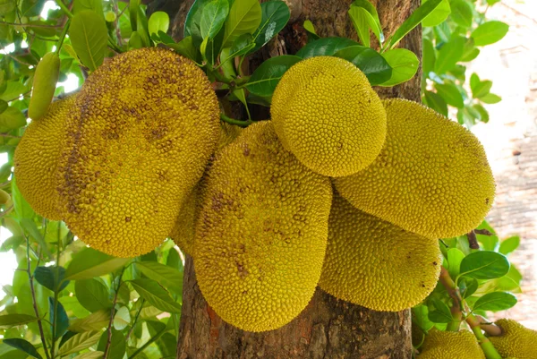 L'albero jackfruit e la loro foglia sullo sfondo — Foto Stock