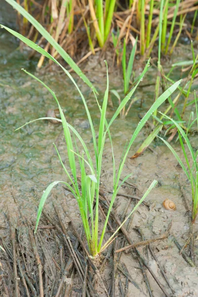 Рисова ферма і грязьове поле на задньому плані — стокове фото
