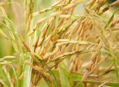 Çeltik pirinç kadar yakın ve arka plan yeşil