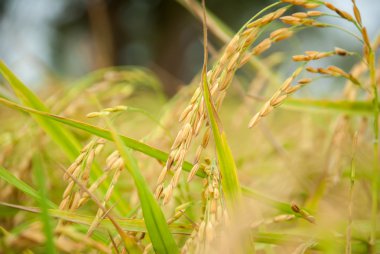 Çeltik pirinç kadar yakın ve arka plan yeşil