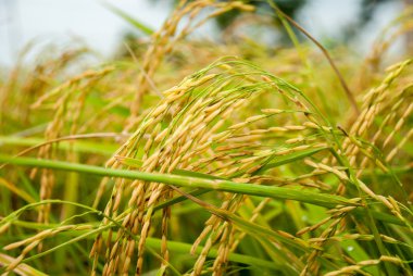 Çeltik pirinç kadar yakın ve arka plan yeşil