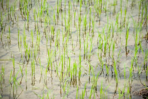 The rice farm and mud field in background — Stock Photo, Image