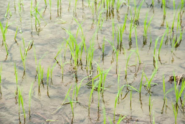 The rice farm and mud field in background