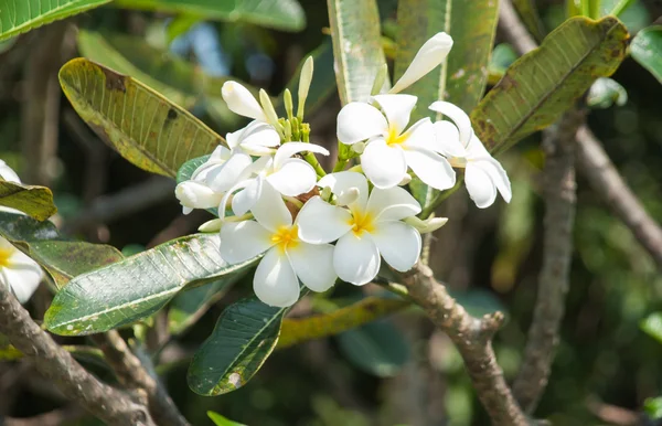 La fleur blanche de Plumeria — Photo