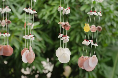 Deniz kabuklarını cep ile renkli ve arka planı yeşil