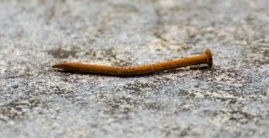 Beton yere koy pas/EC eski çivi