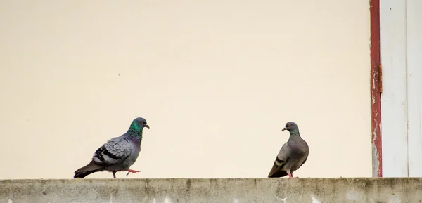 The two pigeons are standing on the concrete floor — Stock Photo, Image