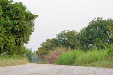 Ağaç ve yeşil renkli çakıl yol