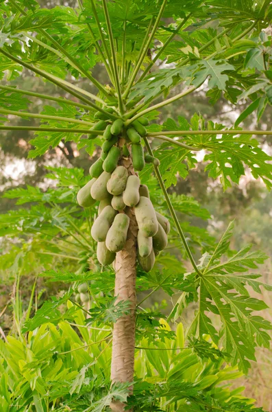 L'albero di papaia e semi di papaia con sfondo verde — Foto Stock