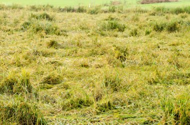 Ağır Rüzgar zarar çeltik pirinç alan