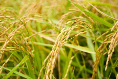 Çeltik pirinç kadar yakın ve arka plan yeşil