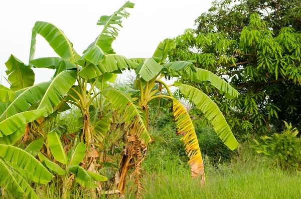 De groene bananenblad en tak met groene achtergrond — Stockfoto