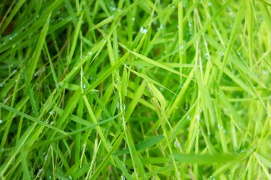 Kahverengi ahşap doku duvar ve iç tasarım