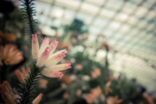 As flores de erica verticillata fecham pelo estilo de pastel de uso — Fotografia de Stock