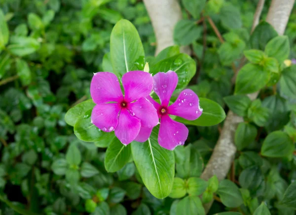 紫の花クローズ アップとバック グラウンドで彼らの葉 — ストック写真