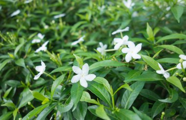 Beyaz çiçekler yakın çekim ve arka planda kendi yaprak