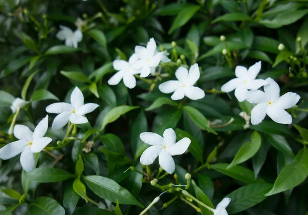 Les fleurs blanches se ferment et leur feuille en arrière-plan — Photo