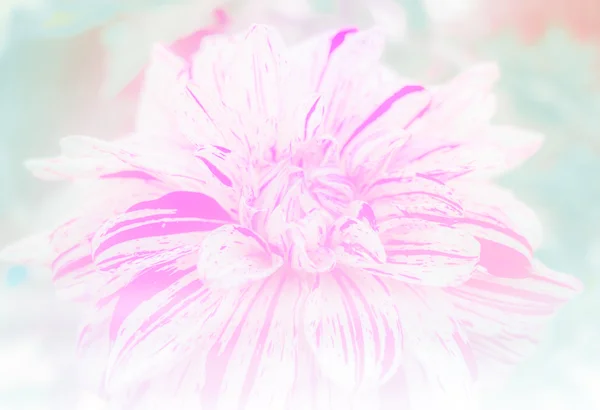 在柔和的颜色光白花和模糊背景样式 — 图库照片