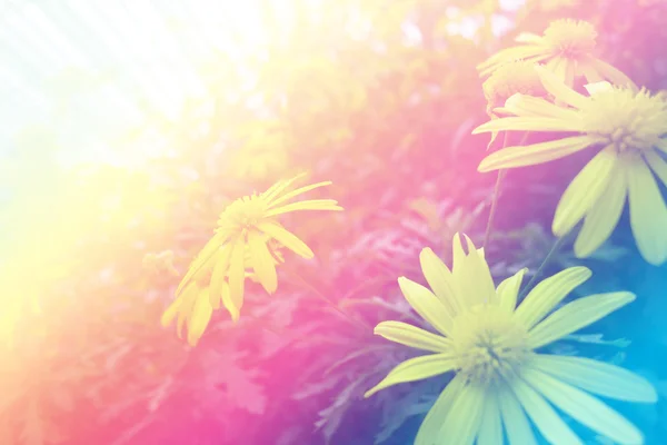 Ljus vit blomma i mjuk färg och oskärpa stil för bakgrund — Stockfoto