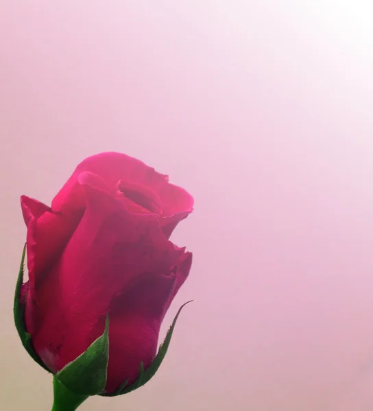 Rosa en fondo rosa, efecto digital abstracto para fondo —  Fotos de Stock