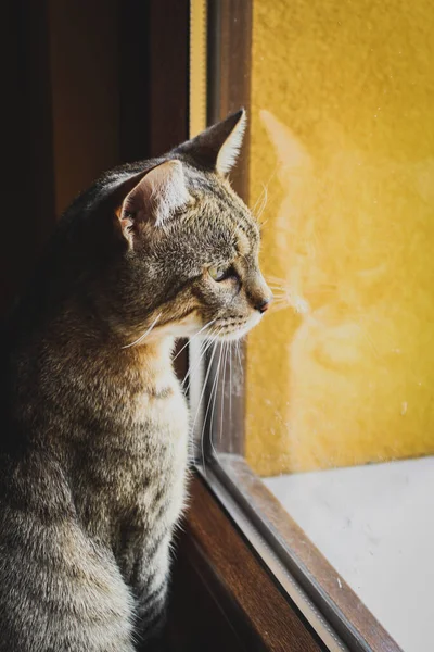 Gato Olhando Pela Janela — Fotografia de Stock