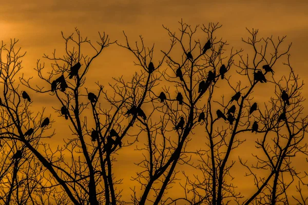 Birds on the tree at dusk