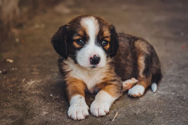 Cute little puppy with sad eyes