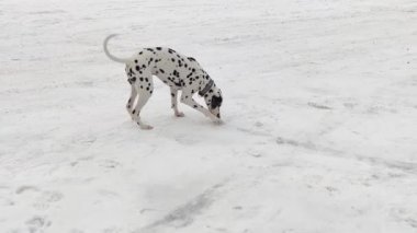Köpek Dalmaçyalı kar kazıyor. Dalmaçyalı karda oynuyor.