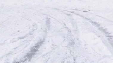 Köpek Dalmaçyalı kar kazıyor. Dalmaçyalı karda oynuyor.