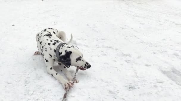 Dalmaçyalı köpek karda yatar ve bir sopa kemirir. Dalmaçyalı bir dalı kemiriyor. — Stok video