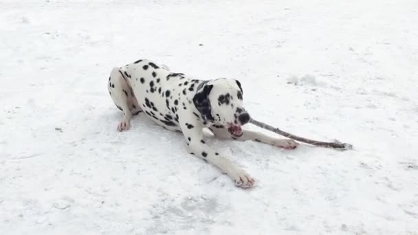 ダルマチアの犬は雪の中に横たわって棒を無視します。ダルマチア人は枝を無視する. — ストック動画