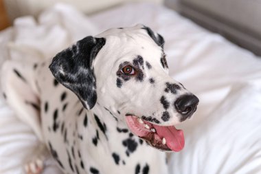 Dalmaçyalı köpek beyaz yatakta uzanıp kameraya bakıyor. Beyaz ve siyah benekli Dalmaçyalı köpek beyaz koltukta poz veriyor..