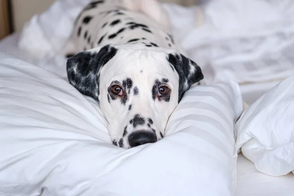 Dalmaçyalı köpek beyaz yatakta uzanıp kameraya bakıyor. Beyaz ve siyah benekli Dalmaçyalı köpek beyaz koltukta poz veriyor..