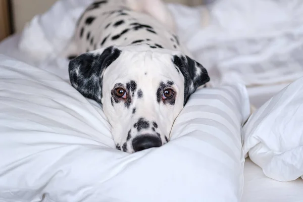Perro dálmata acostado en una cama blanca y mirando a la cámara. Blanco y negro manchado perro dálmata posando en un sofá blanco. Fotos de stock libres de derechos