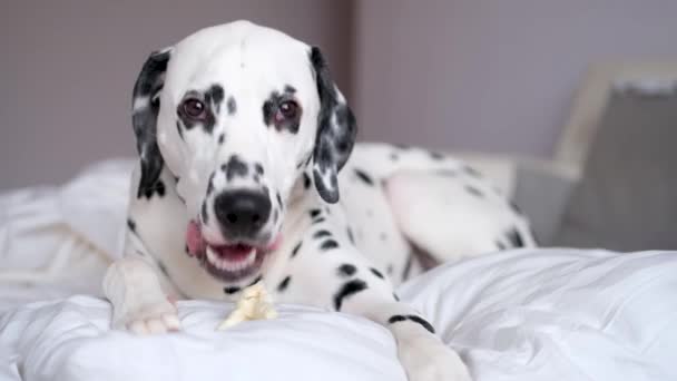 Далматинський собака лежить у білому ліжку і гризе кістку. Білий і чорний плямистий далматинський собака, що сидить на білому дивані.. — стокове відео